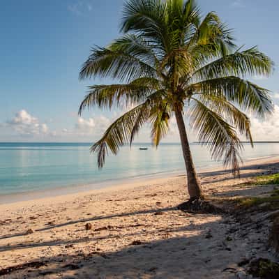 Palm tree on the beach, New Caledonia