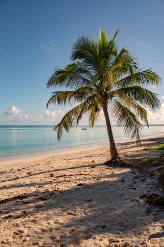 Palm tree on the beach