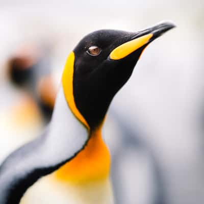 Penguin Portraits, St Andrew´s Bay, South Georgia and the South Sandwich Islands