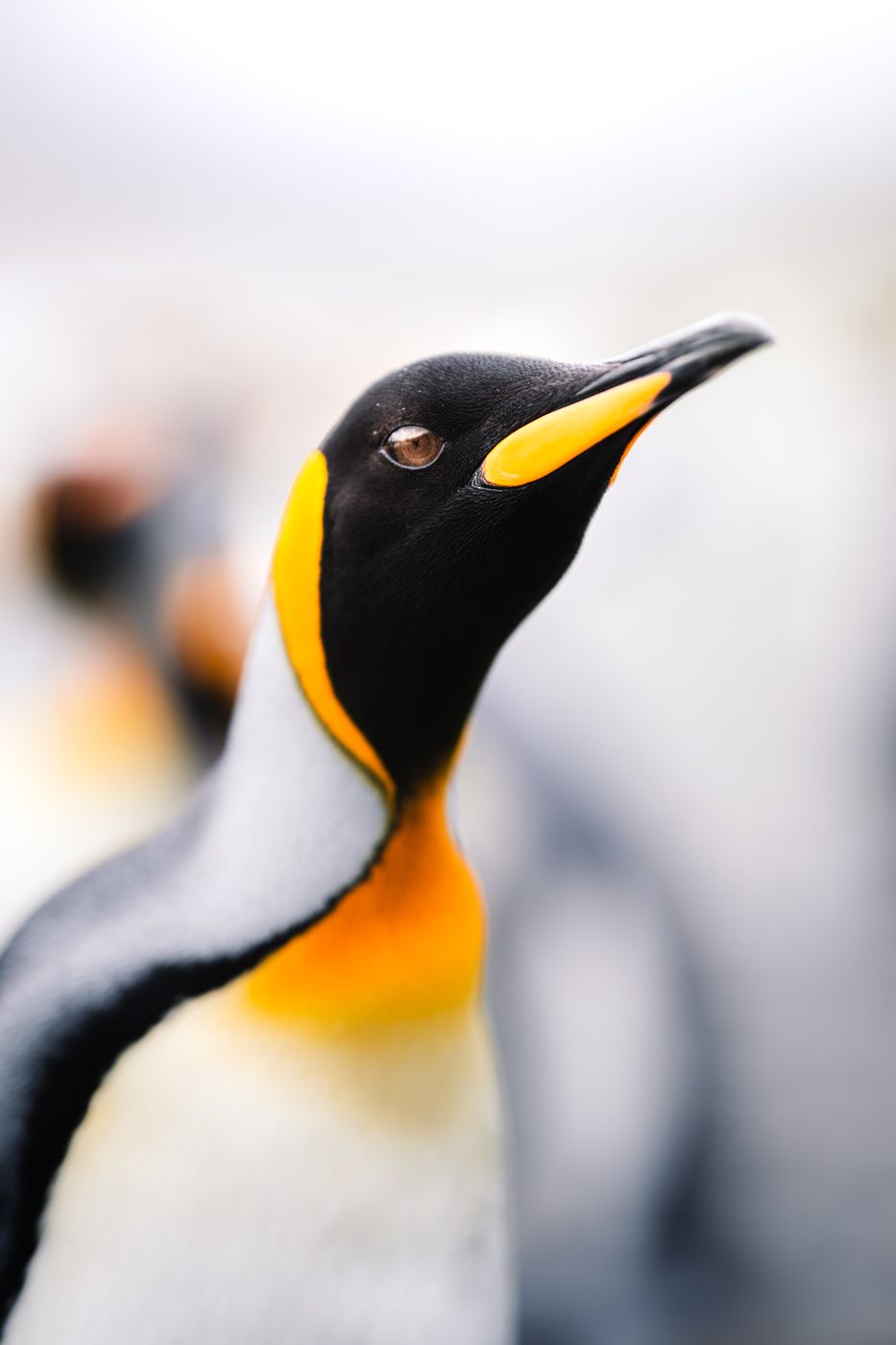 Penguin Portraits, St Andrew´s Bay, South Georgia and the South Sandwich Islands