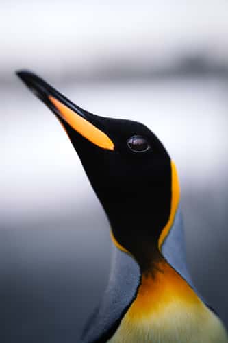 Penguin Portraits, St Andrew´s Bay