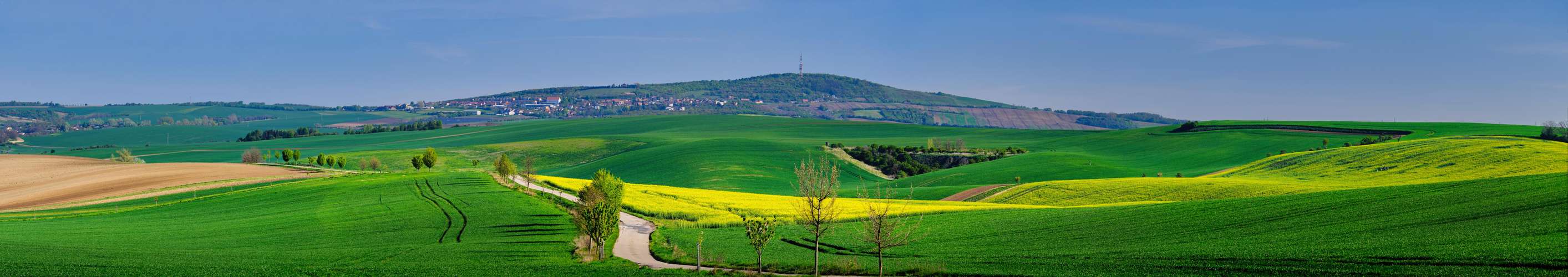 Rapeseed field in Sardice