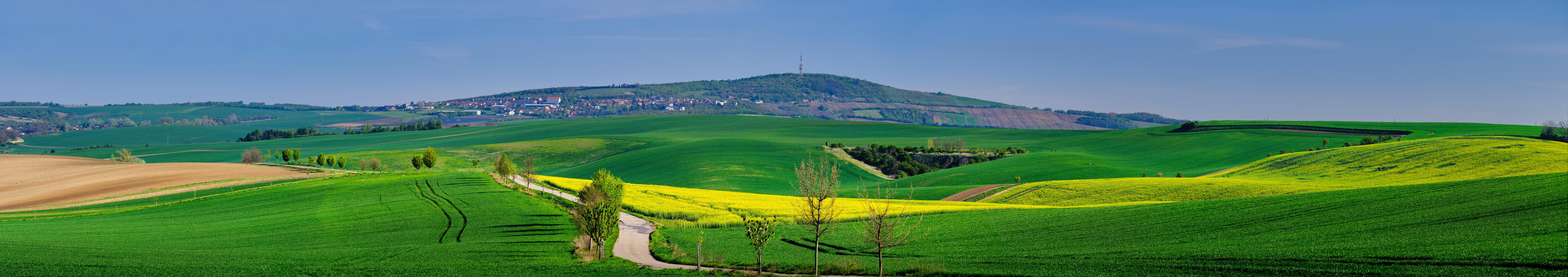 Rapeseed field in Sardice, Czech Republic