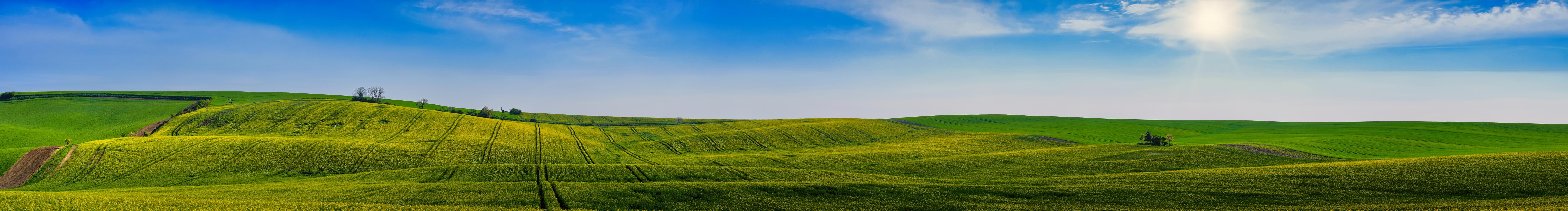 Rapeseed field in Sardice, Czech Republic
