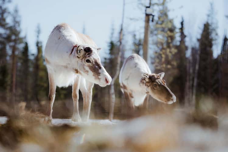Rykimäoja near Kopara park, Luosto-Pyhä National Park