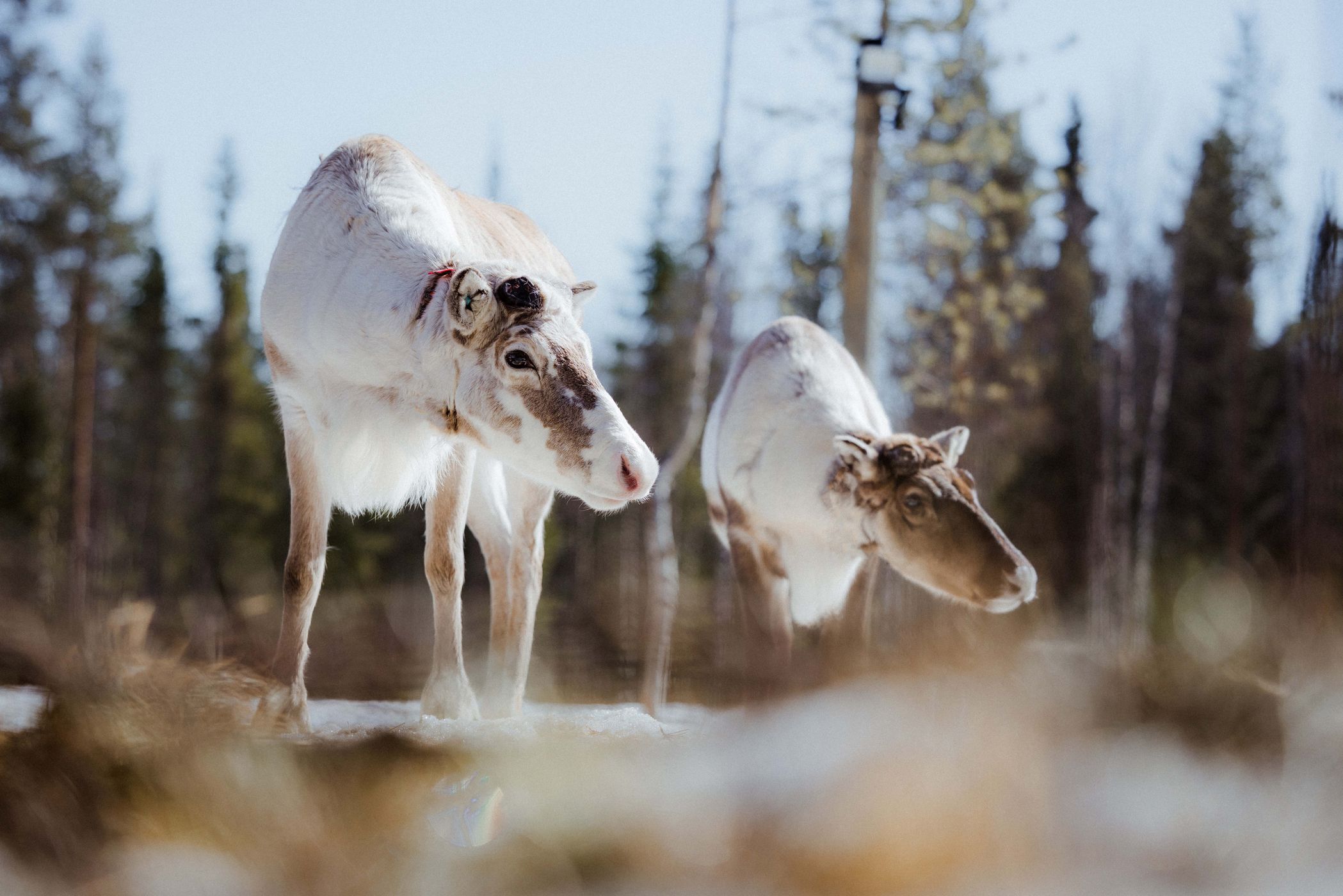 Rykimäoja near Kopara park, Luosto-Pyhä National Park, Finland
