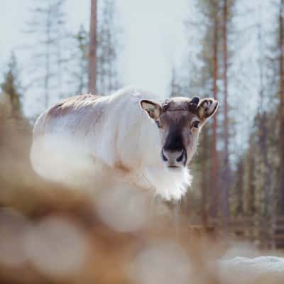Rykimäoja near Kopara park, Luosto-Pyhä National Park, Finland