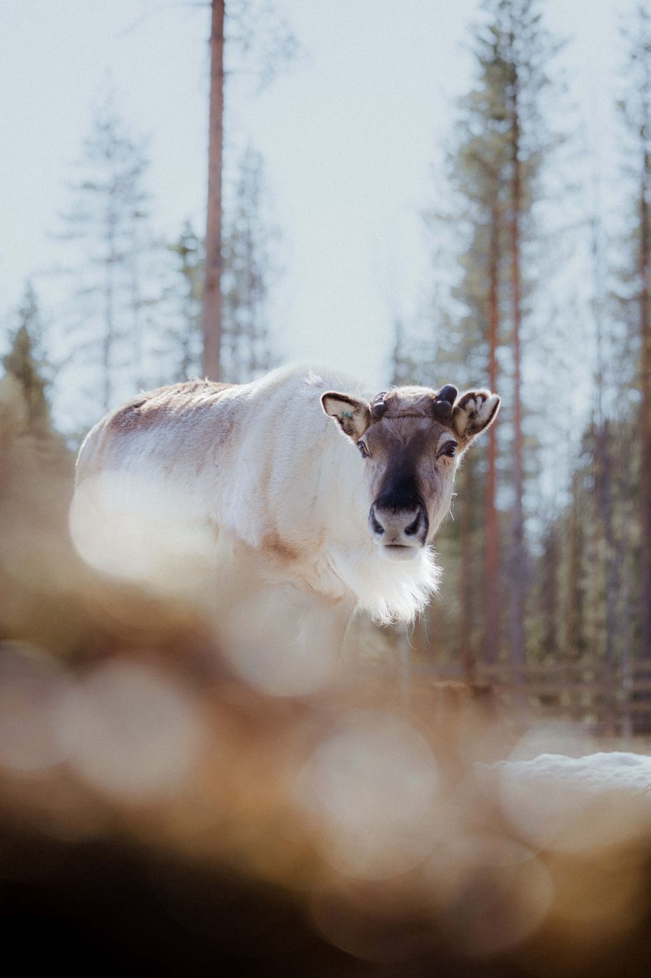 Rykimäoja near Kopara park, Luosto-Pyhä National Park, Finland