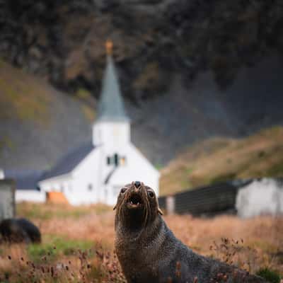 Seal and Grytviken Church, South Georgia and the South Sandwich Islands