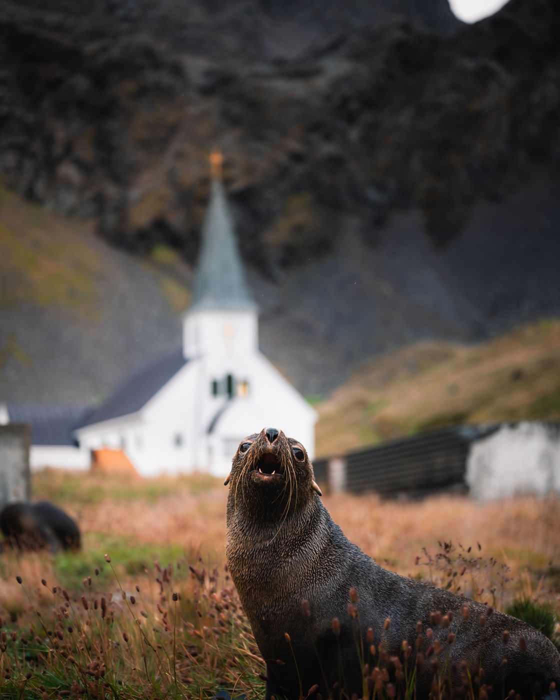 Seal and Grytviken Church, South Georgia and the South Sandwich Islands