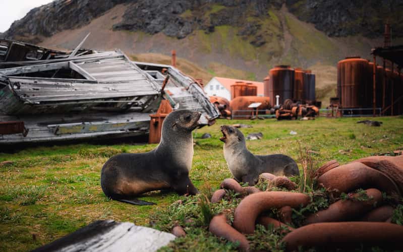 Seals between Leftovers, Grytviken
