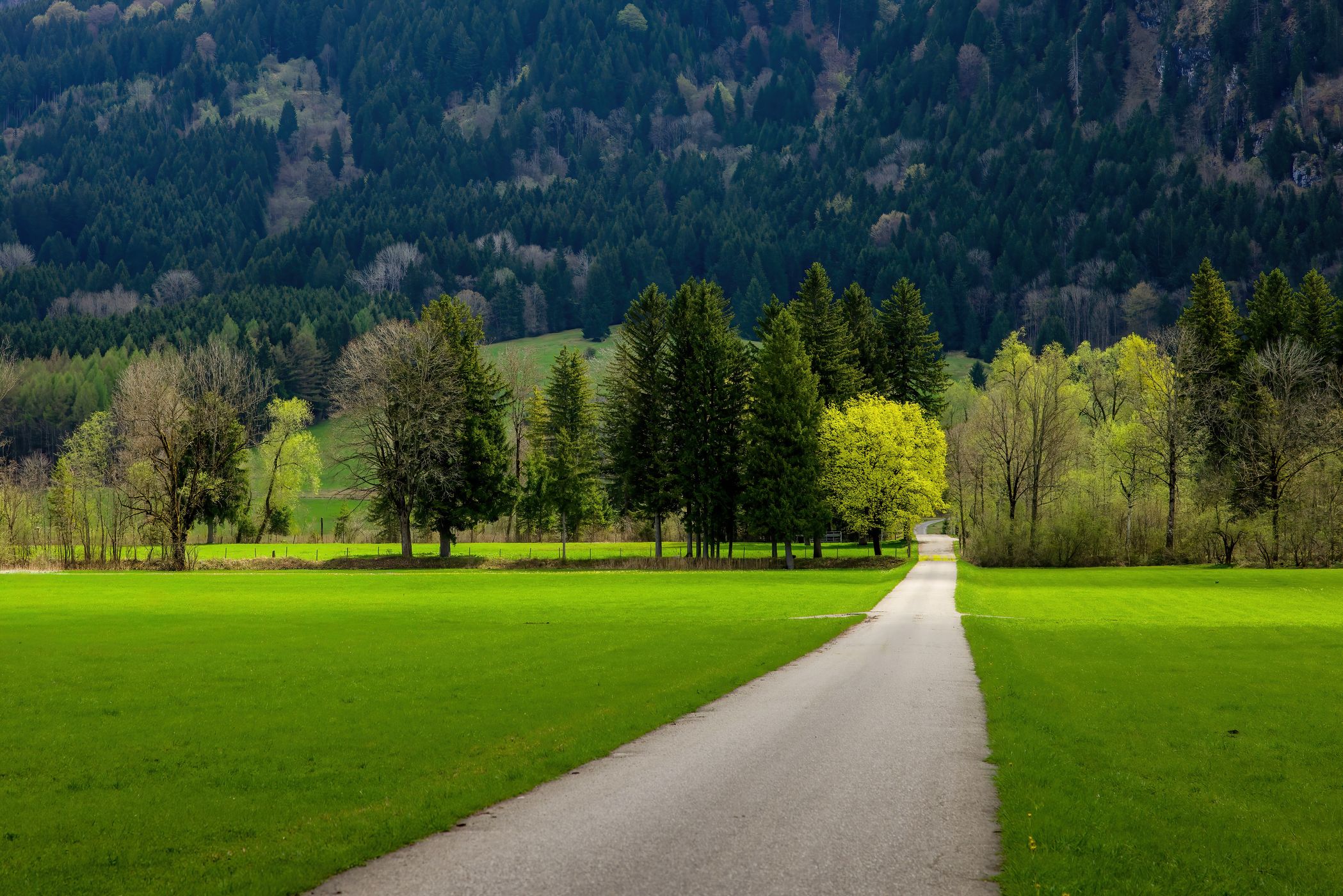 Spring Trees, Germany