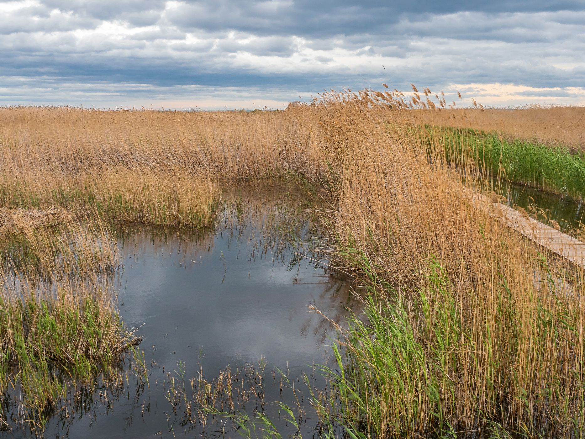 Swamp Marjal dels Moros, Spain