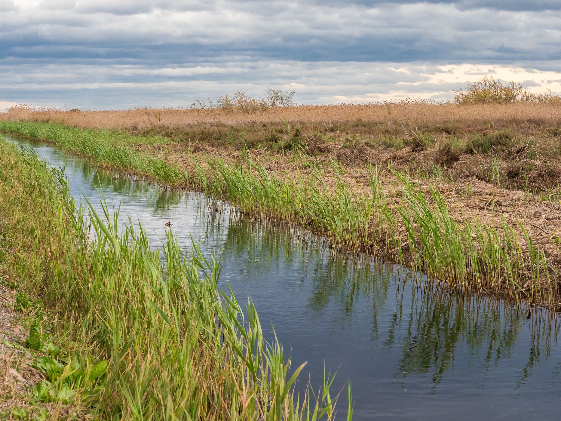 Swamp Marjal dels Moros, Spain