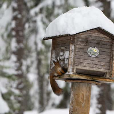 Syote National Park, Finland