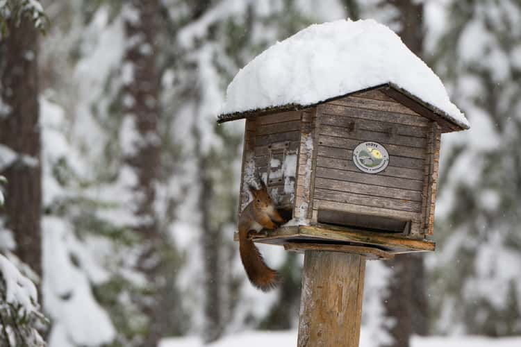 Syote National Park