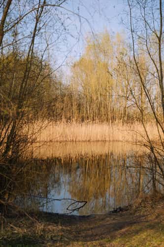 Teich am Lurchgraben