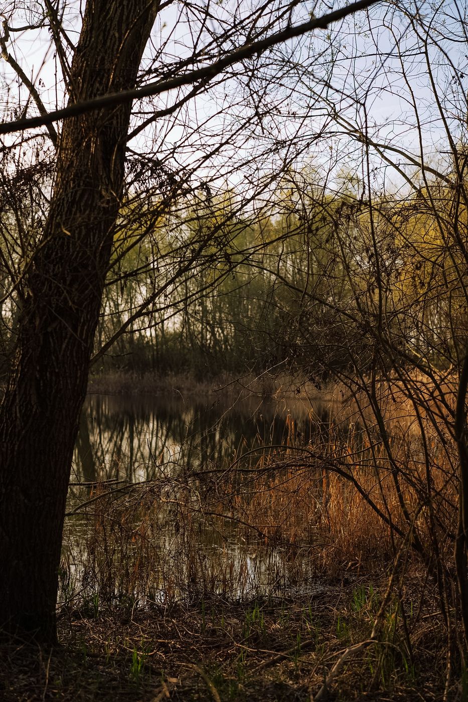 Teich am Lurchgraben, Germany
