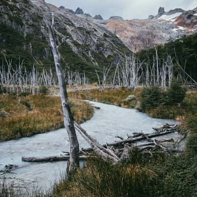 The dead trees near Laguna Esmeralda, Tierra del Fuego, Argentina