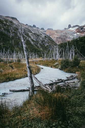 The dead trees near Laguna Esmeralda, Tierra del Fuego