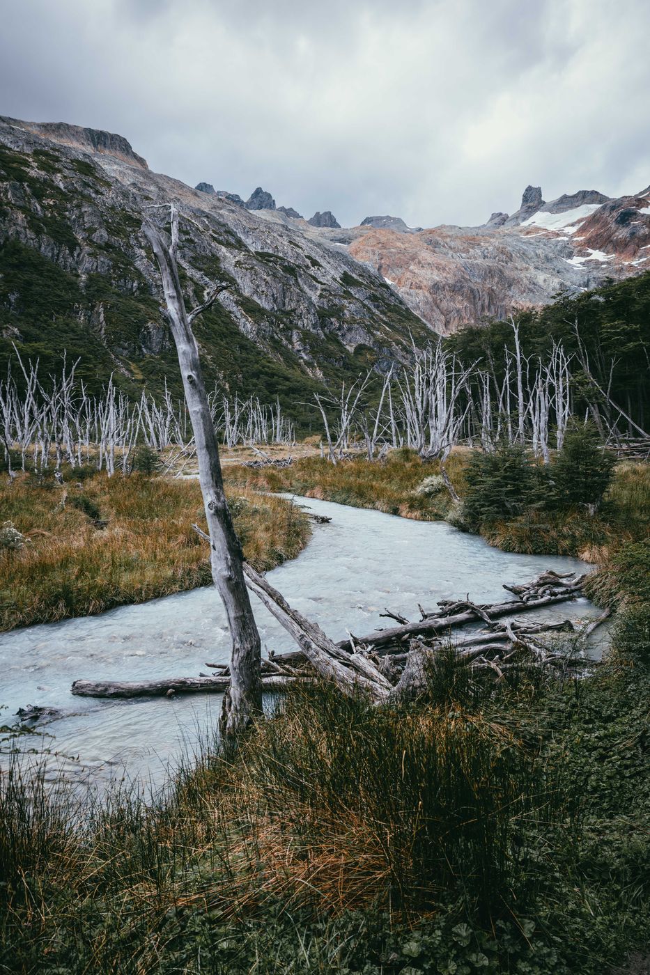 The dead trees near Laguna Esmeralda, Tierra del Fuego, Argentina