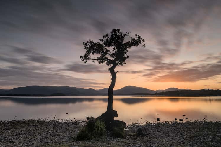The lonely tree of Milarochy Bay