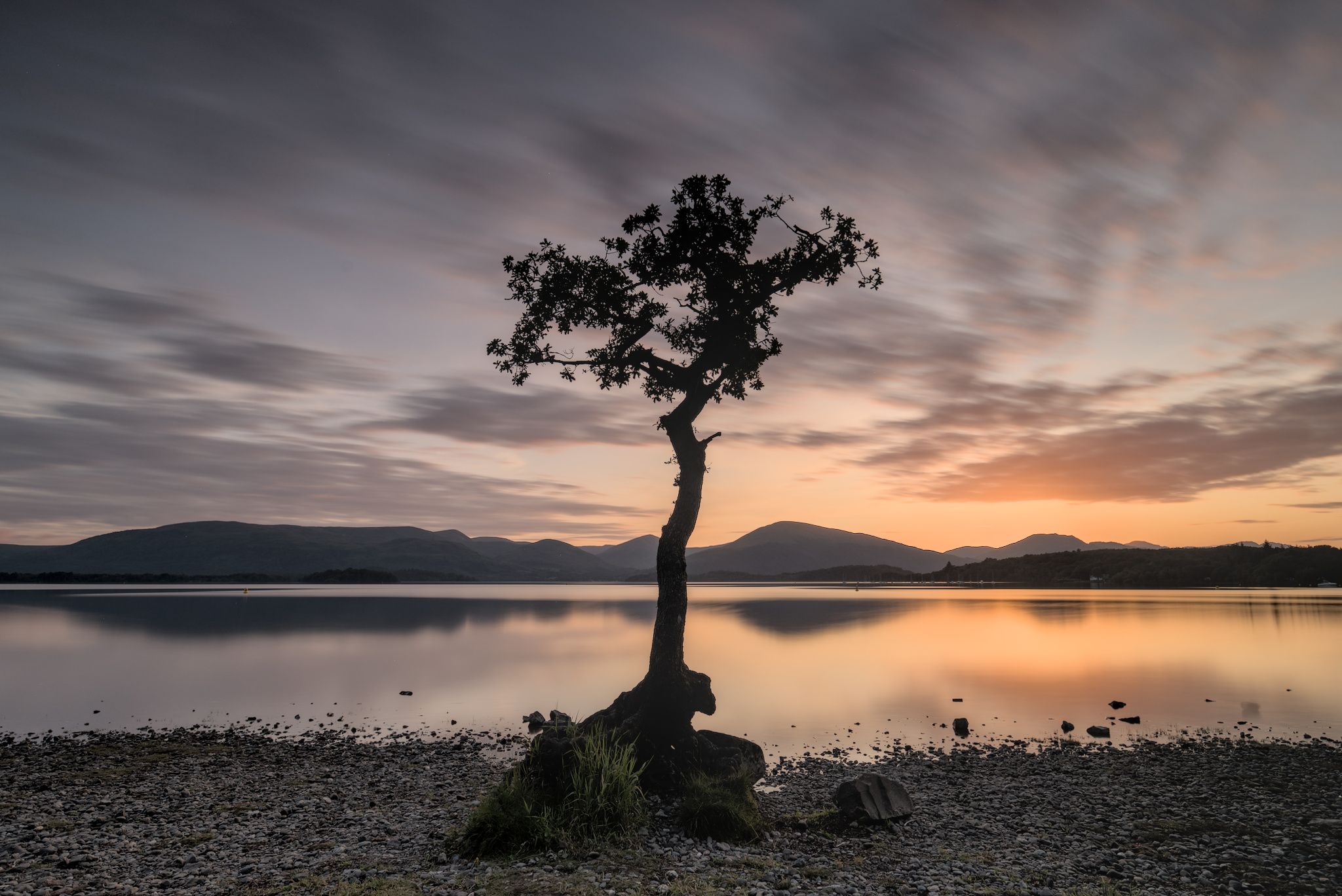 The lonely tree of Milarochy Bay, United Kingdom