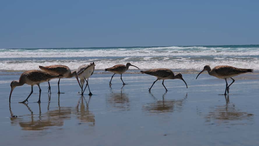 Torrey Pines Beach