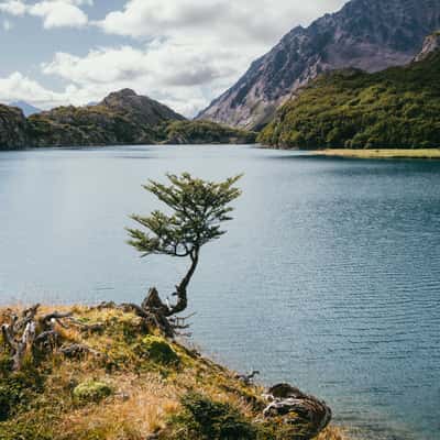 Tree at Laguna del Caminante, Tierra del Fuego, Argentina