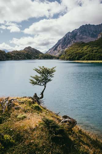 Tree at Laguna del Caminante, Tierra del Fuego