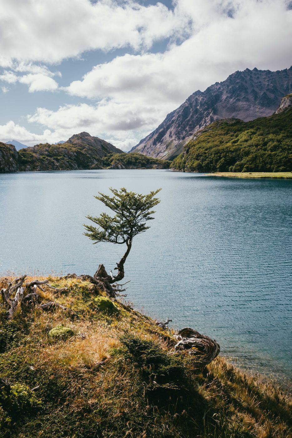 Tree at Laguna del Caminante, Tierra del Fuego, Argentina