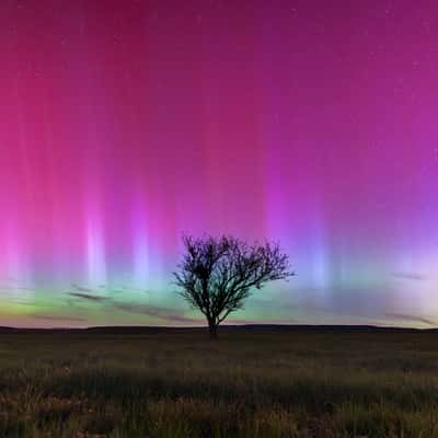Tree of the Cham des Bondons, France