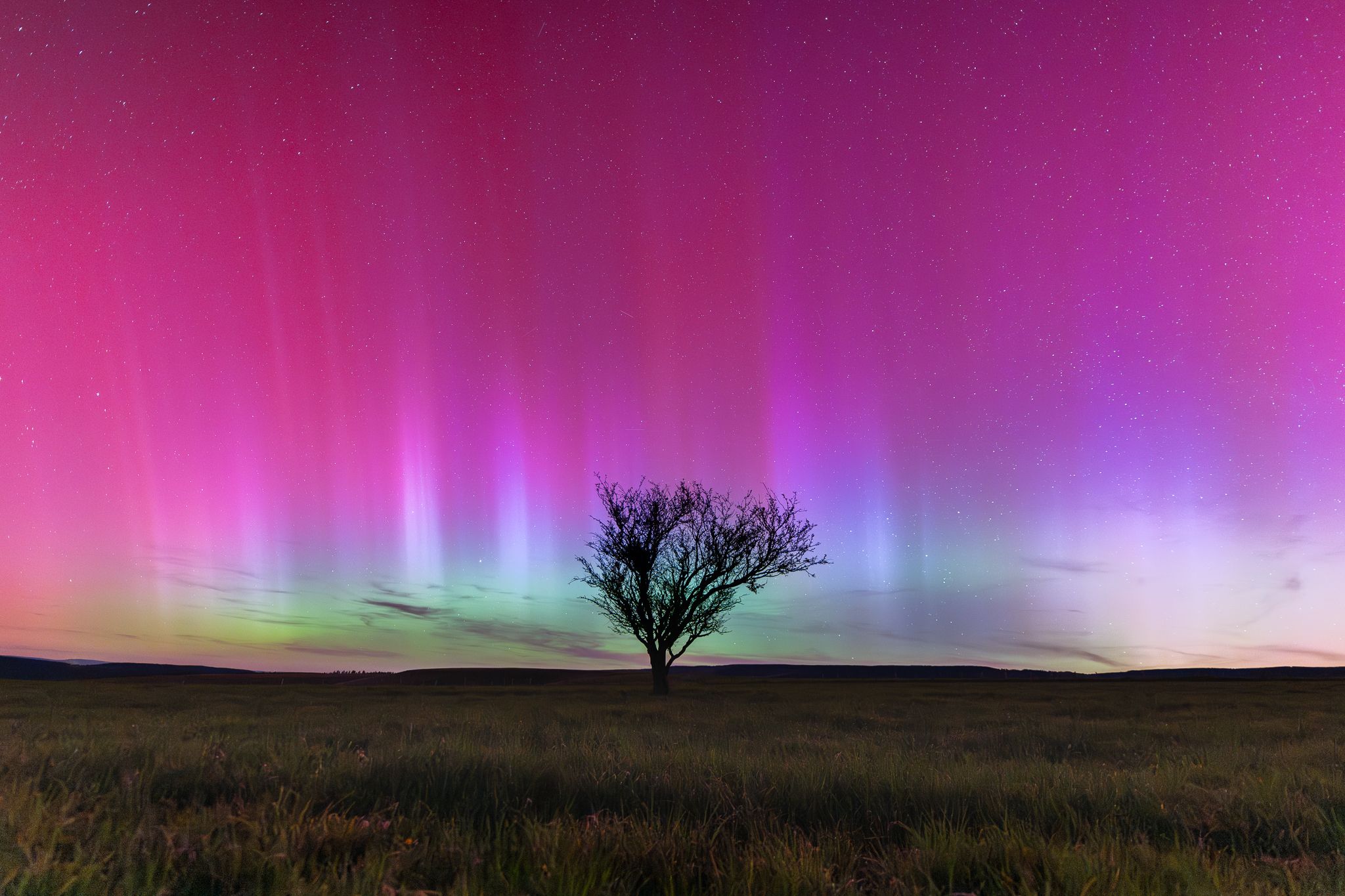 Tree of the Cham des Bondons, France