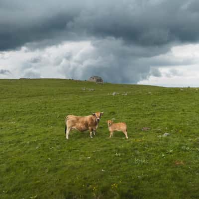 Unnamed buron with cows, France