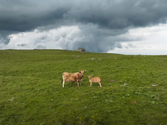 Unnamed buron with cows