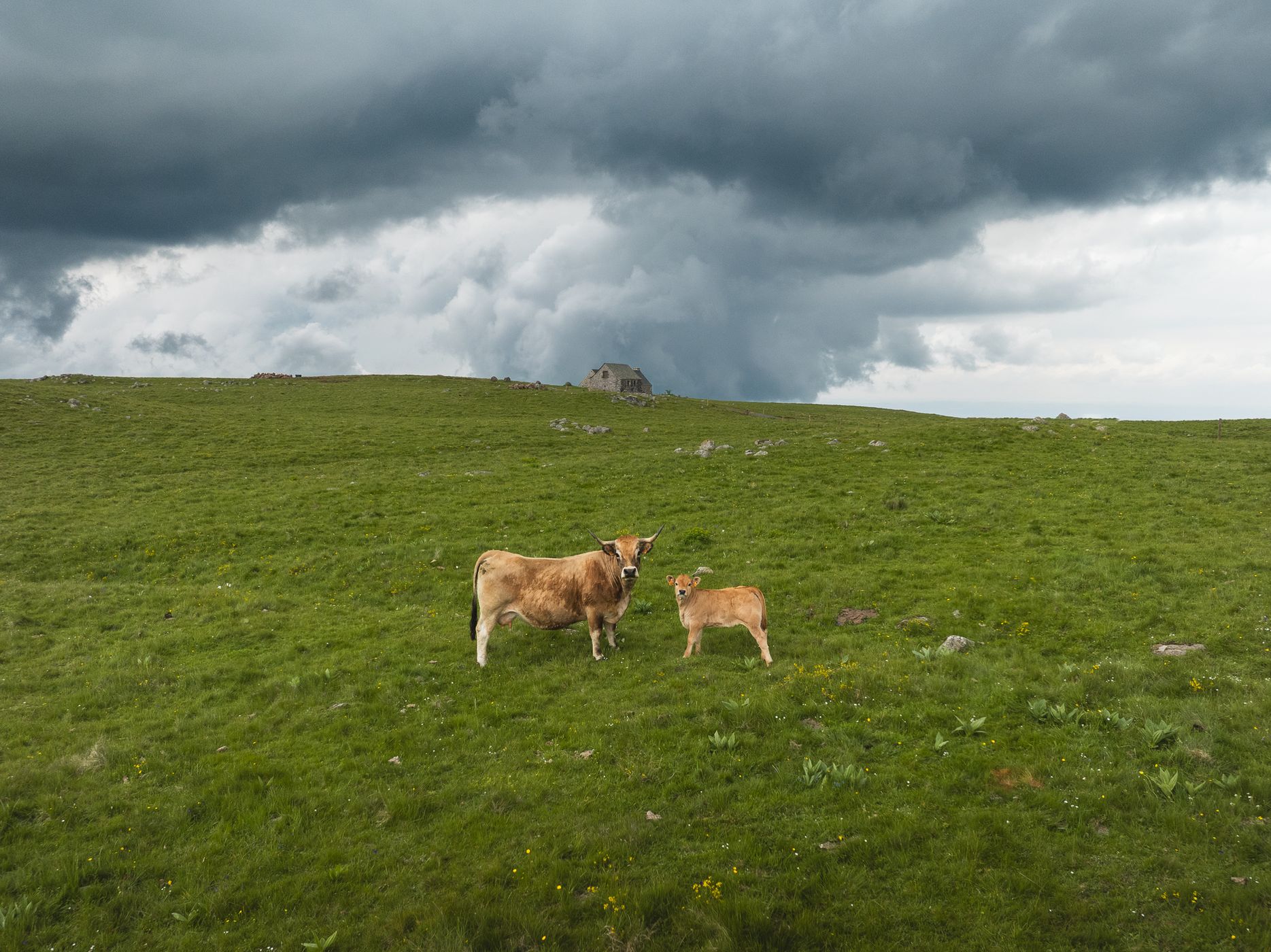 Unnamed buron with cows, France