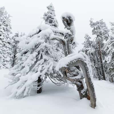 Valtavaraa gnarled tree, Finland