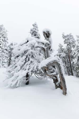 Valtavaraa gnarled tree