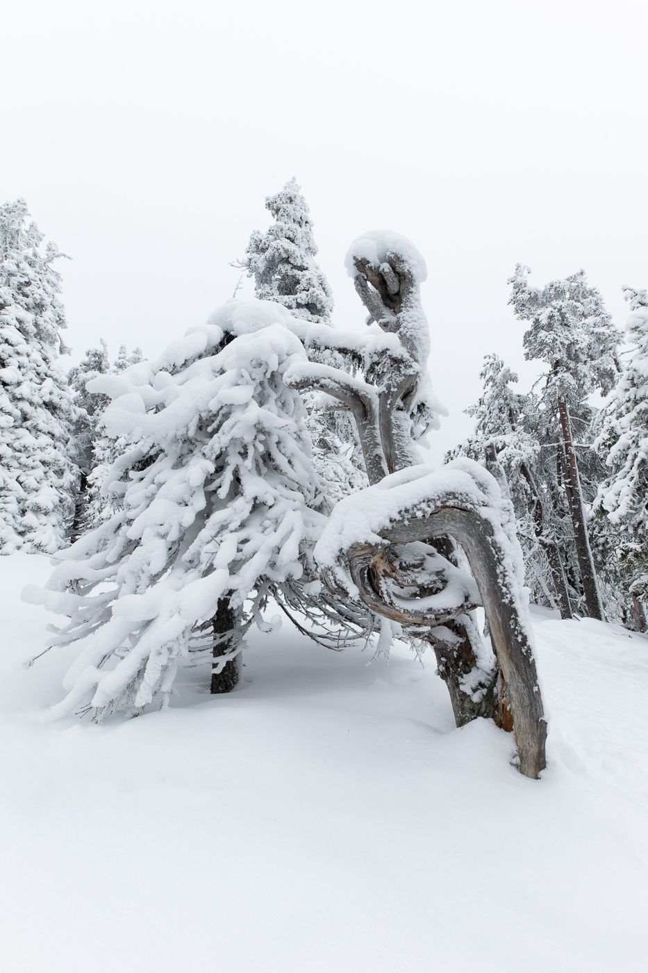Valtavaraa gnarled tree, Finland