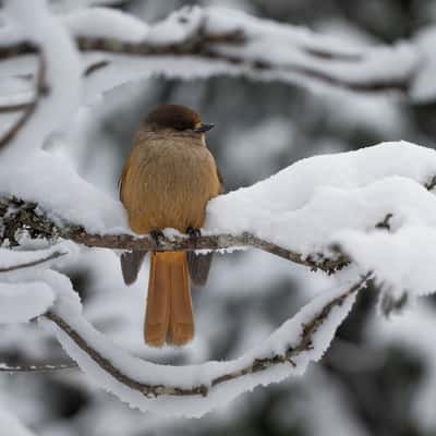 Valtvaraa bird spot, Finland