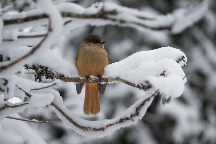 Valtvaraa bird spot