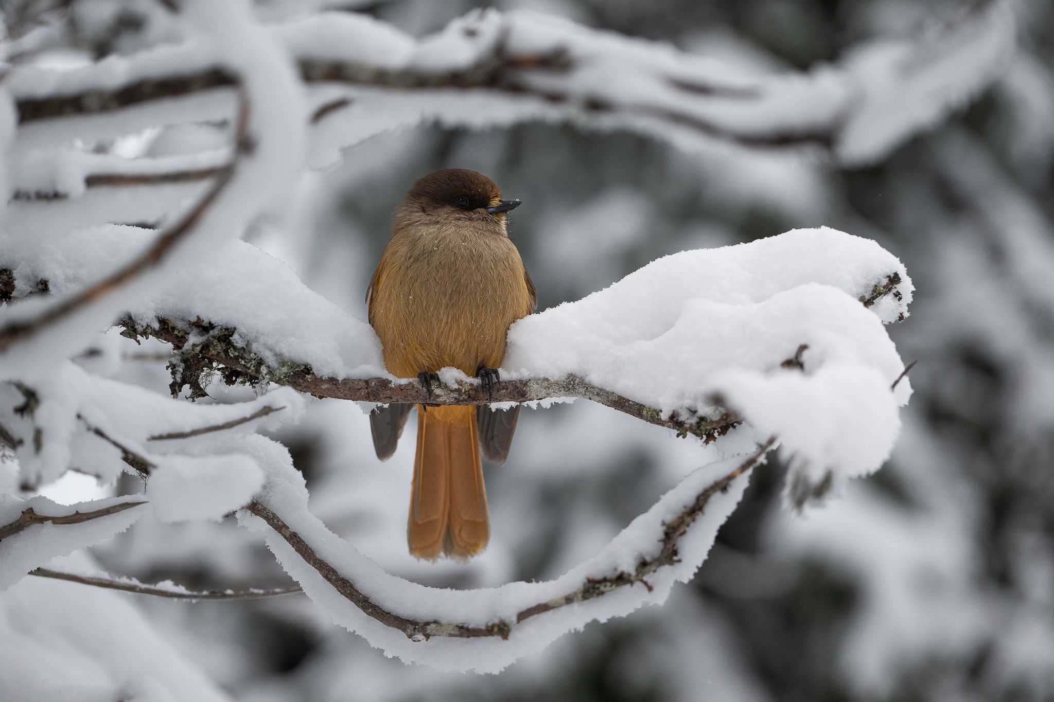 Valtvaraa bird spot, Finland