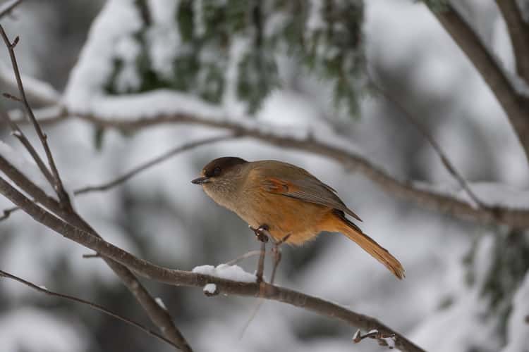 Valtvaraa bird spot
