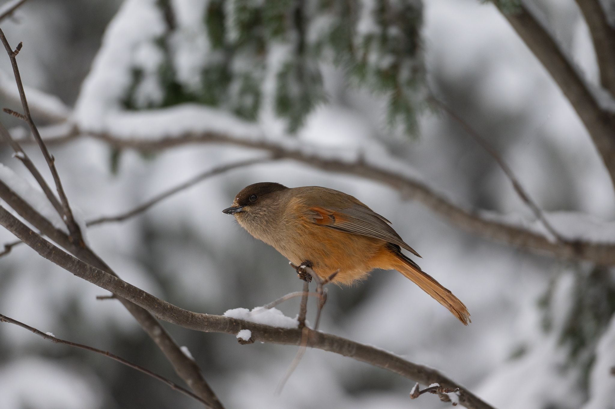 Valtvaraa bird spot, Finland