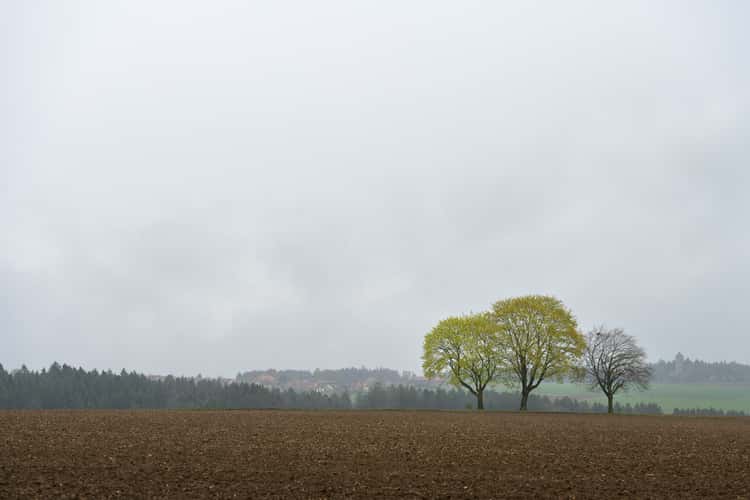 Welzheim Blick nach Aichstrut auf Baumgruppe