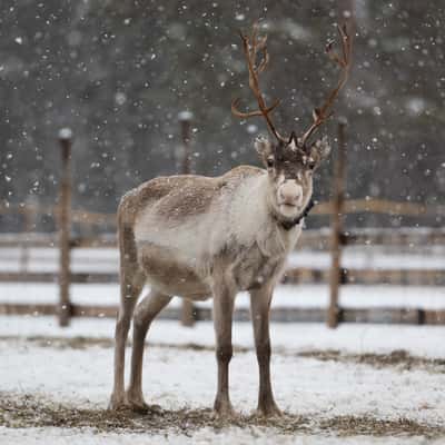 Wild reindeers farm, Finland