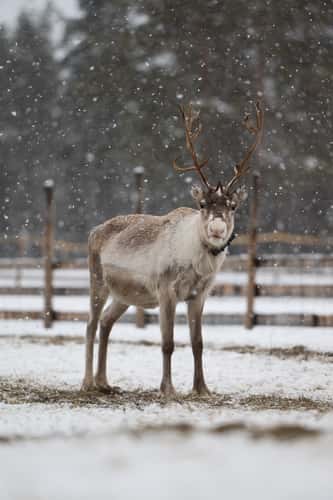 Wild reindeers farm