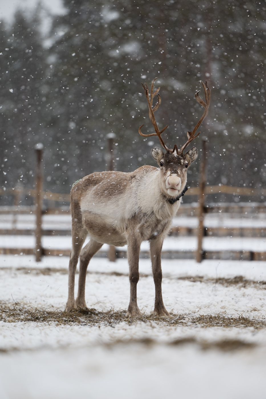 Wild reindeers farm, Finland