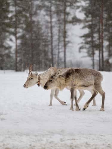 Wild reindeers farm