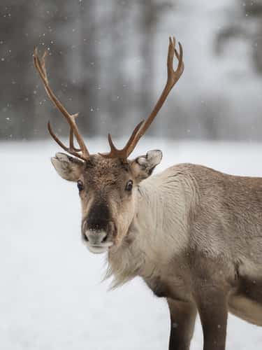 Wild reindeers farm